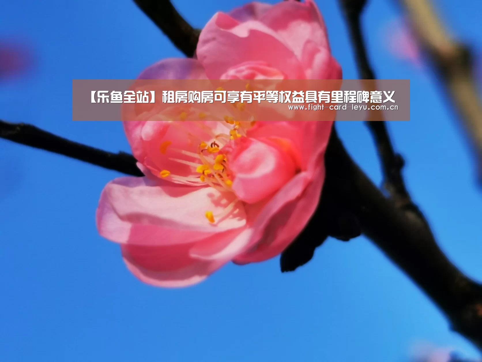 乐鱼平台